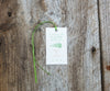 Woodland Fern Favor Tags
