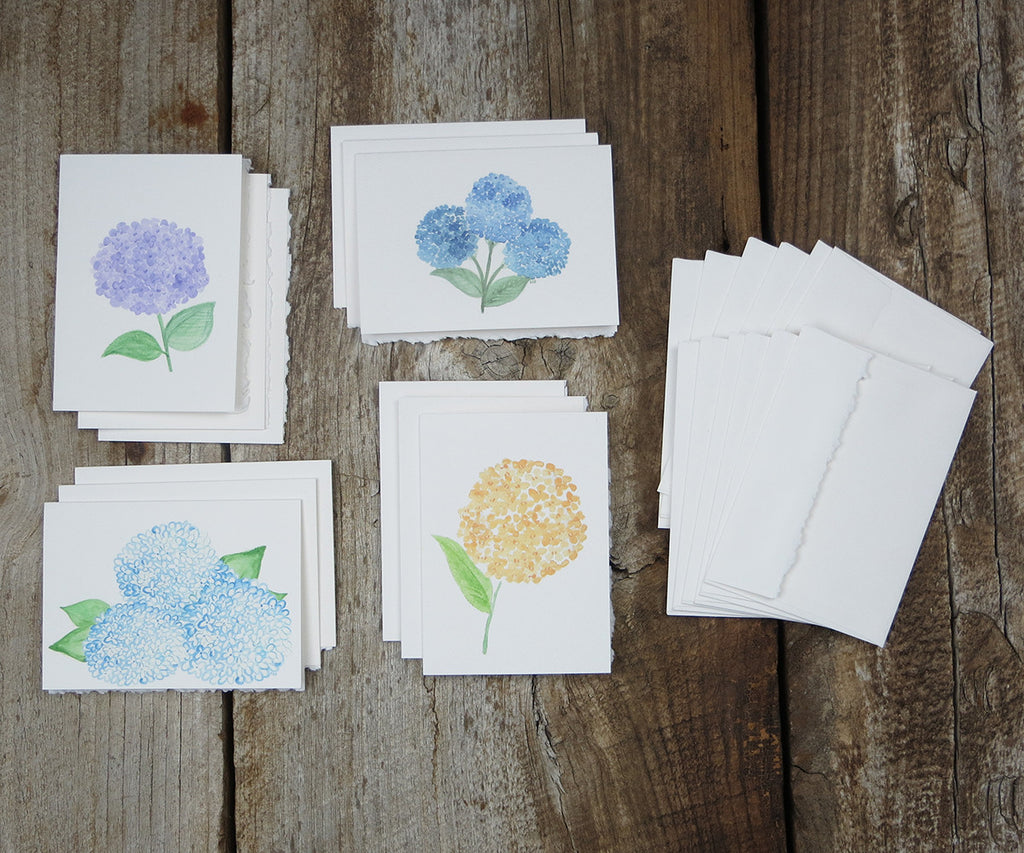 Hydrangea Notes