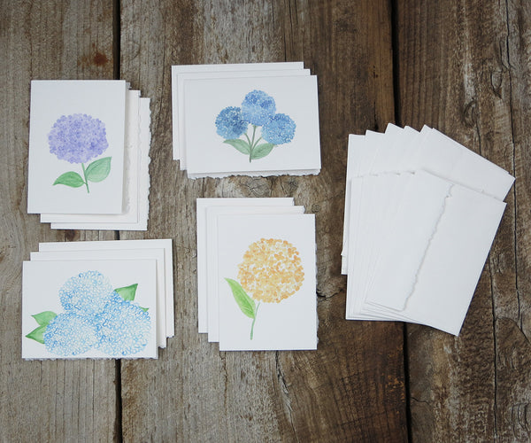 Hydrangea Notes