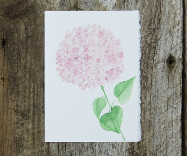 pink hydrangea